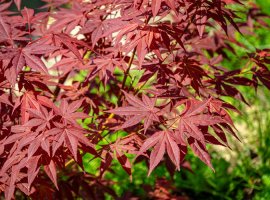 Japanese Maple - Acer palmatum 