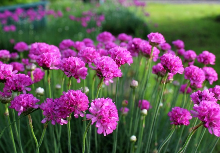 Babosvilka obalna - Armeria maritima