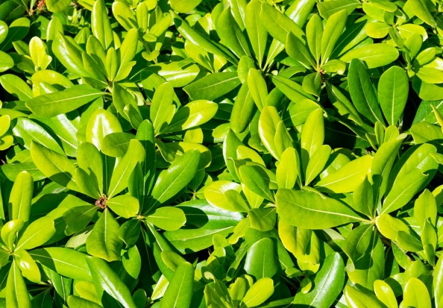 Japanese Cheesewood - Pittosporum tobira 'Nanum'