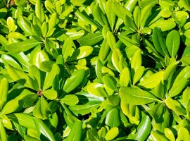 Japanese Cheesewood - Pittosporum tobira 'Nanum'