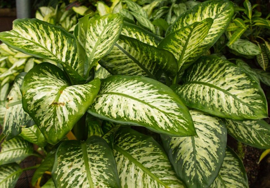Dumb Cane - Dieffenbachia maculata