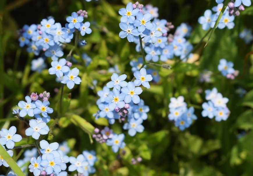 Water forget me not - Myosotis palustris