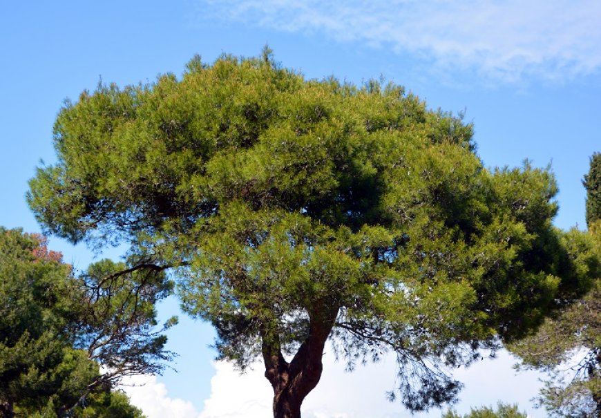 Aleppo Pine - Pinus halapensis