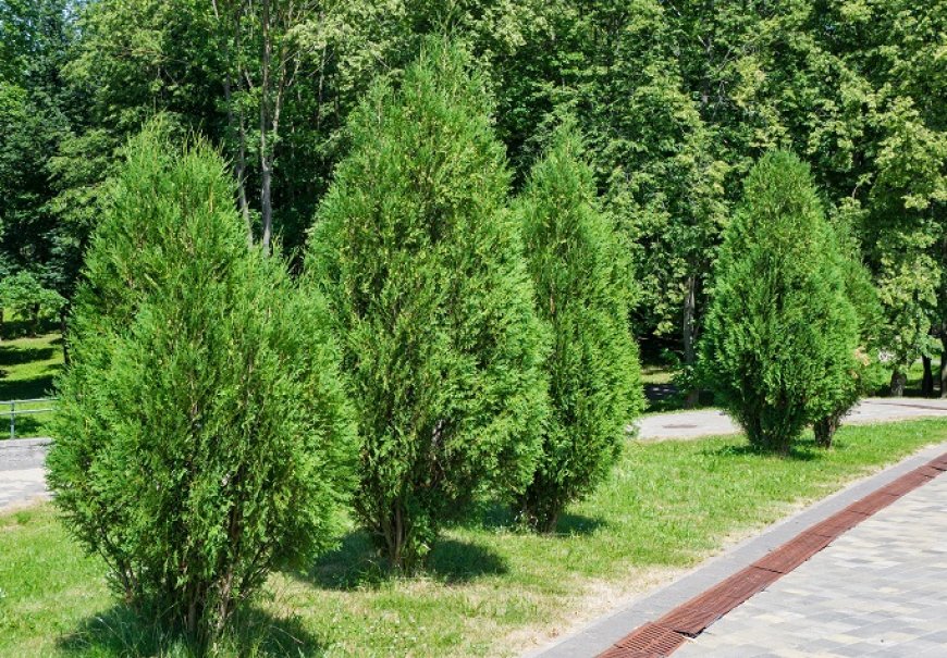 Golema tuja - Thuja plicata