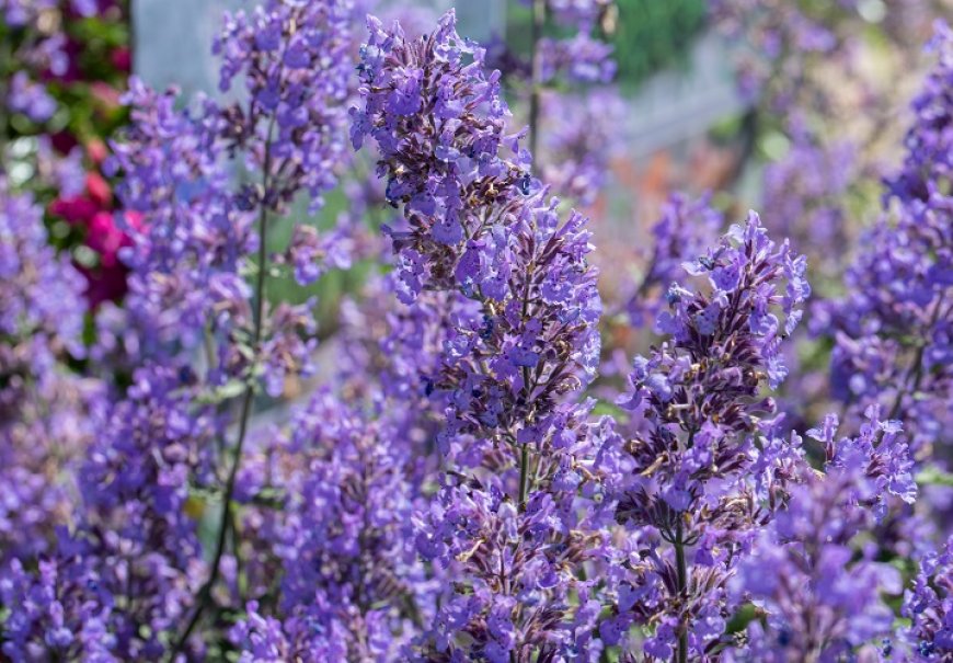 Catmint - Nepeta x faassenii