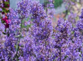 Catmint - Nepeta x faassenii