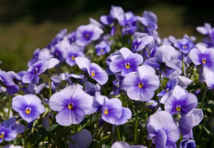 Horned violet - Viola cornuta