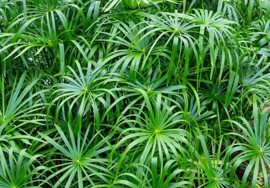 Umbrella Papyrus - Cyperus alternifolius