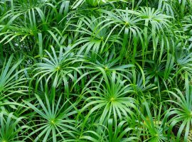 Umbrella Papyrus - Cyperus alternifolius