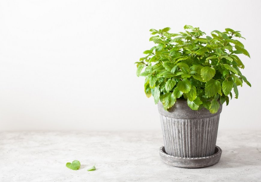 Lemon balm herb - Melissa officinalis