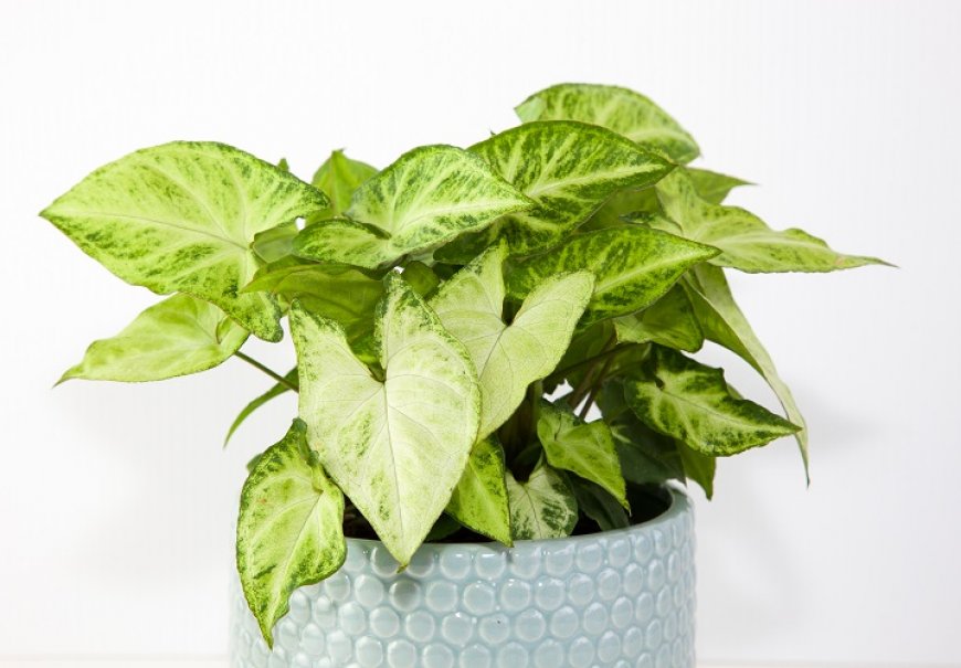Streličasta loza - Syngonium podophyllum