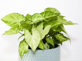 Streličasta loza - Syngonium podophyllum