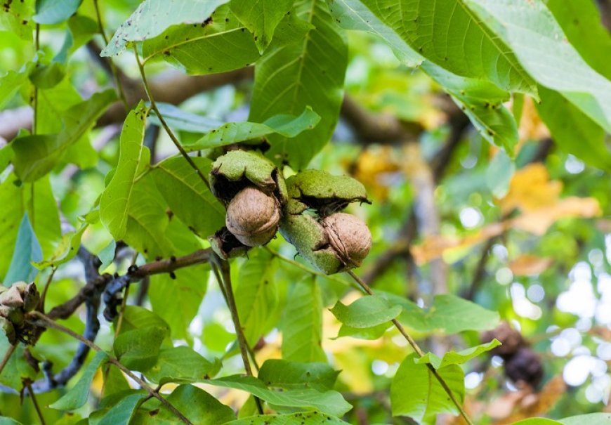 Walnut - Juglans regia