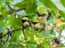 Walnut - Juglans regia