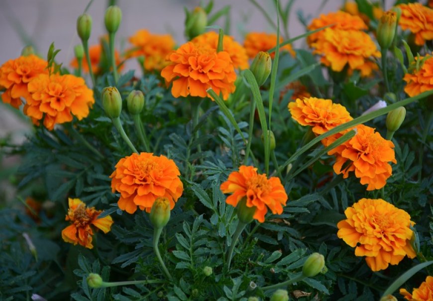 African marigold - Tagetes erecta
