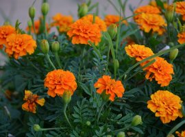 African marigold - Tagetes erecta