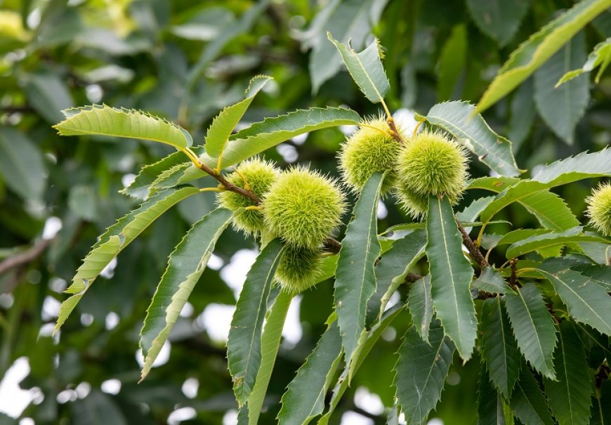 Sweet Chestnut - Castanea sativa