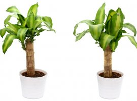 Cornstalk Dracaena - Dracaena fragrans