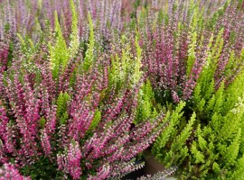 Scotch Heather - Calluna vulgaris
