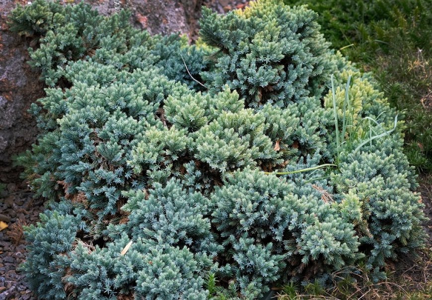 Flaky Juniper - Juniperus squamata 'Blue carpet'