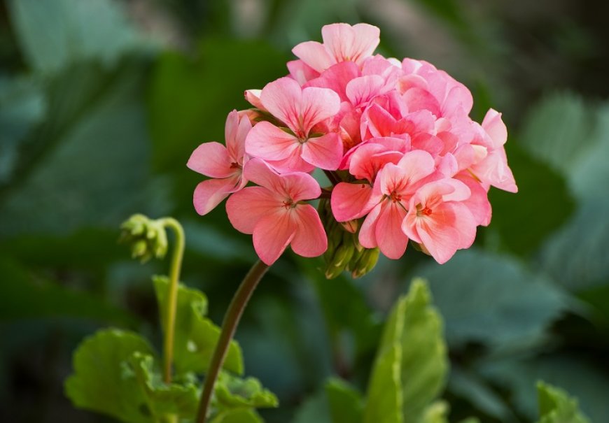 Geraniums - Pelargonium zonale