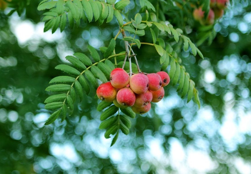 Service tree - Sorbus domestica