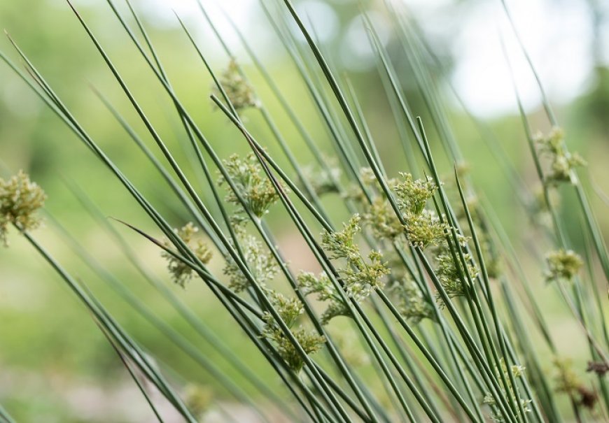 Soft Rush - Juncus effusus