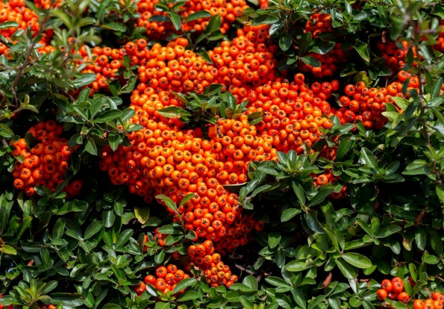Vatreni grm - Pyracantha coccinea
