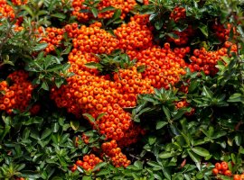Firethorn - Pyracantha coccinea 