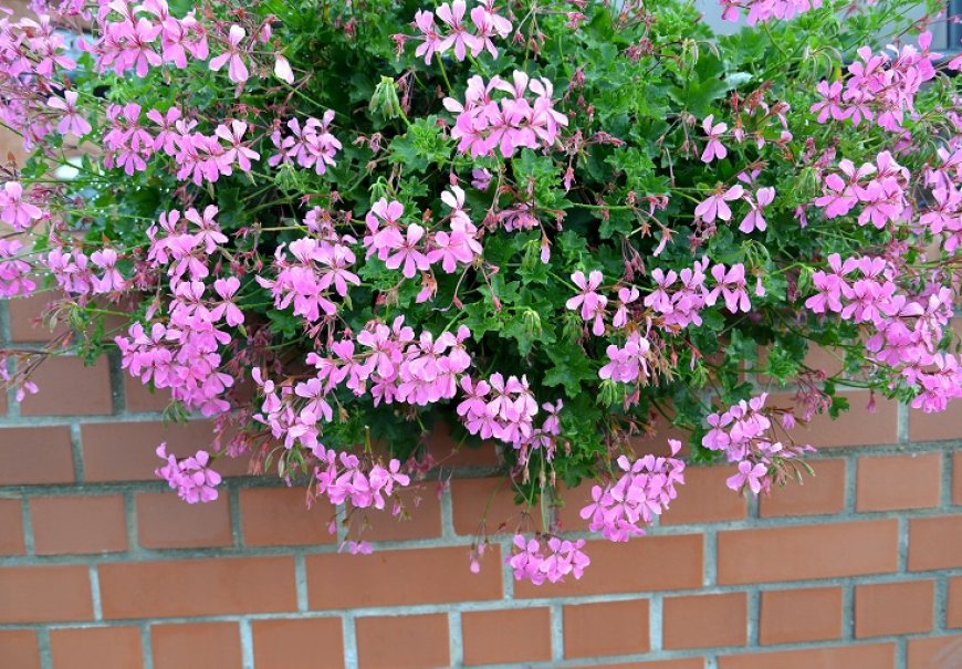 Ivy geraniums - Pelargonium peltatum 