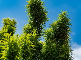 Irish Yew  - Taxus baccata 'Fastigiata'