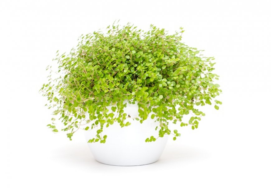 Soleirolija - Soleirolia soleirolii