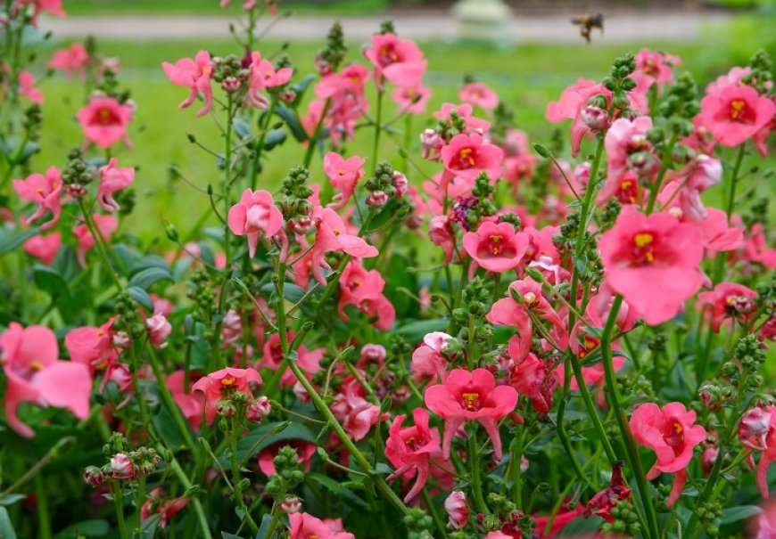 Diascija - Diascia elegans