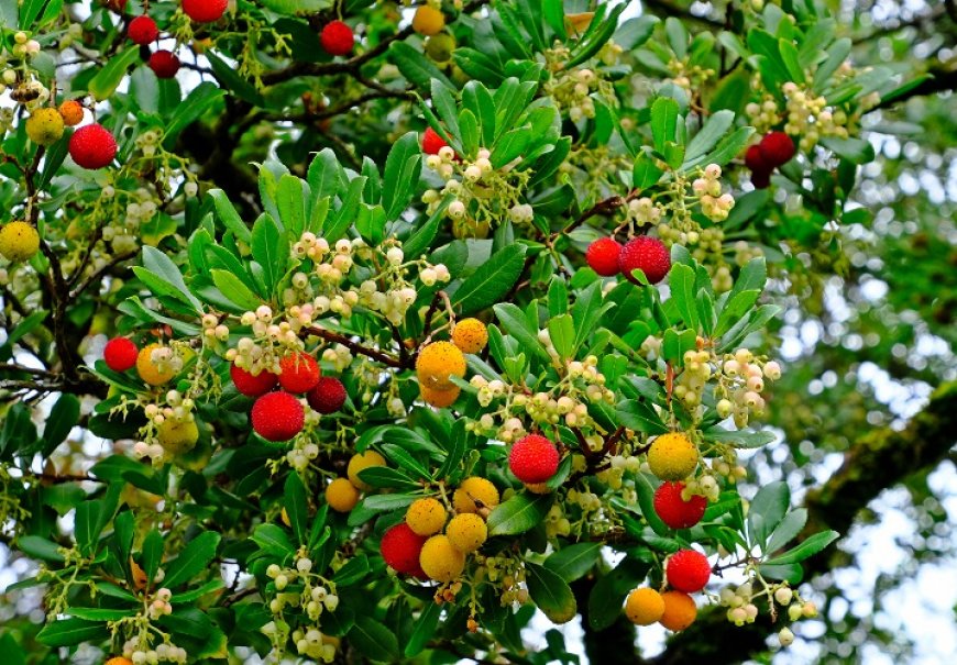 Strawberry Tree - Arbutus unedo
