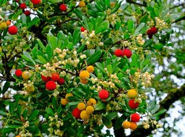 Strawberry Tree - Arbutus unedo