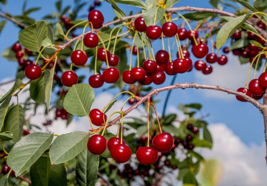 Sour Cherry - Prunus cerasus