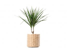 Cornstalk Dracaena - Dracaena marginata