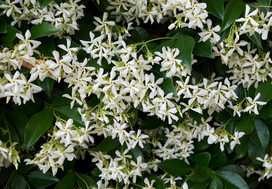 Star Jasmine - Rhynchospermum jasminoides 