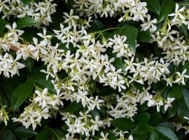 Star Jasmine - Rhynchospermum jasminoides 