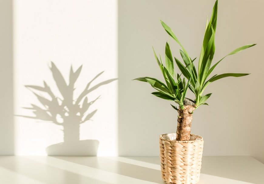 Spineless Yucca - Yucca elephantipes 