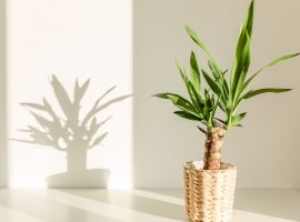 Spineless Yucca - Yucca elephantipes 