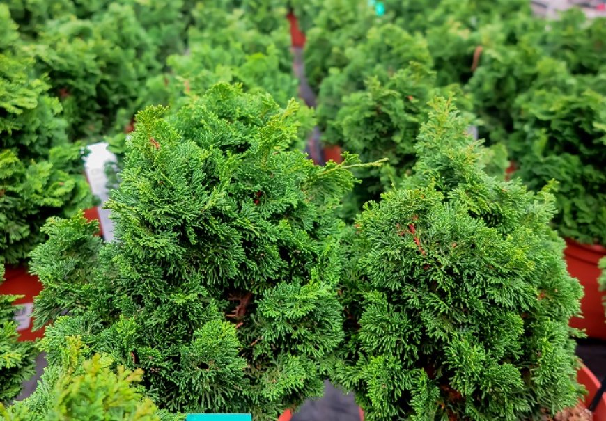 Japanese Cypress - Chamaecyparis obtusa 'Nana Gracilis'