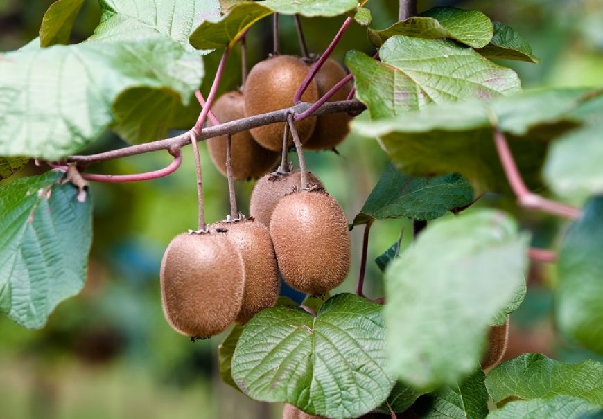 Kiwi - Actinidia chinensis