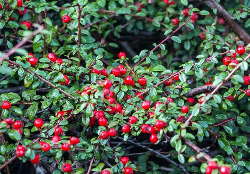 Dujnarica - Cotoneaster dammeri radicans