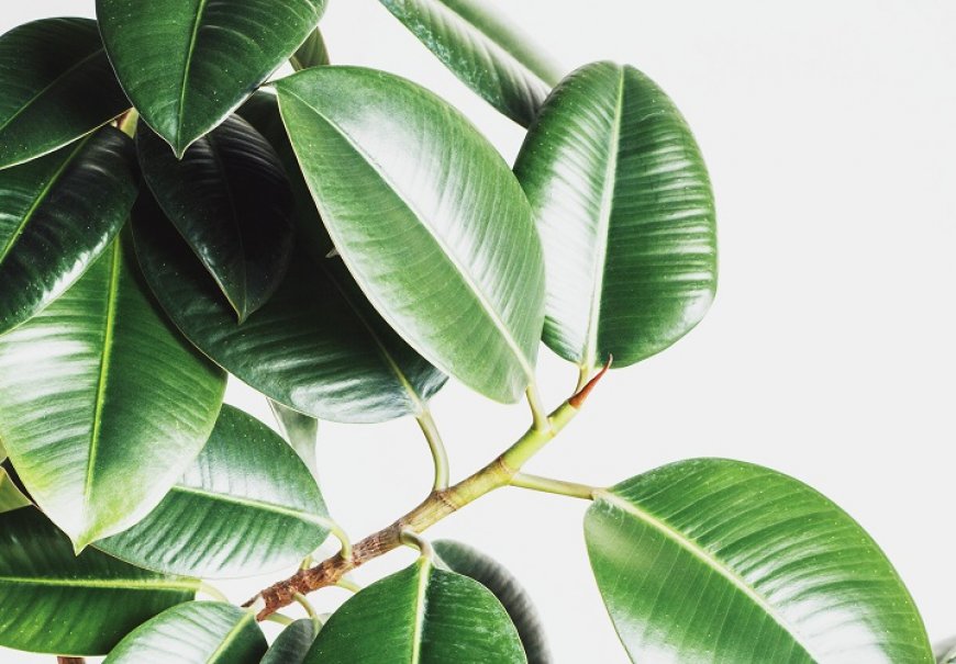 Rubber Fig - Ficus elastica