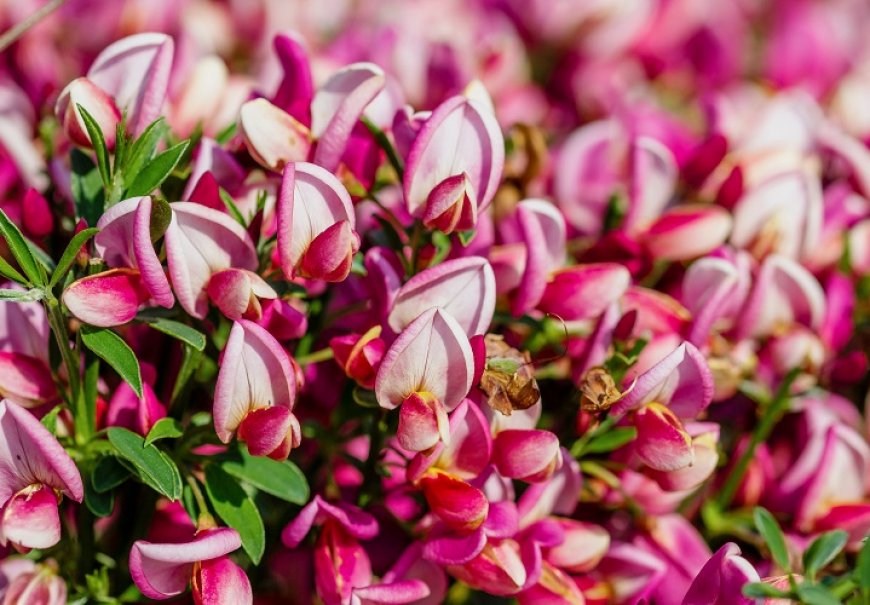 Common Broom - Cytisus x praecox 