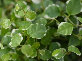 Creeping Fig - Ficus pumila