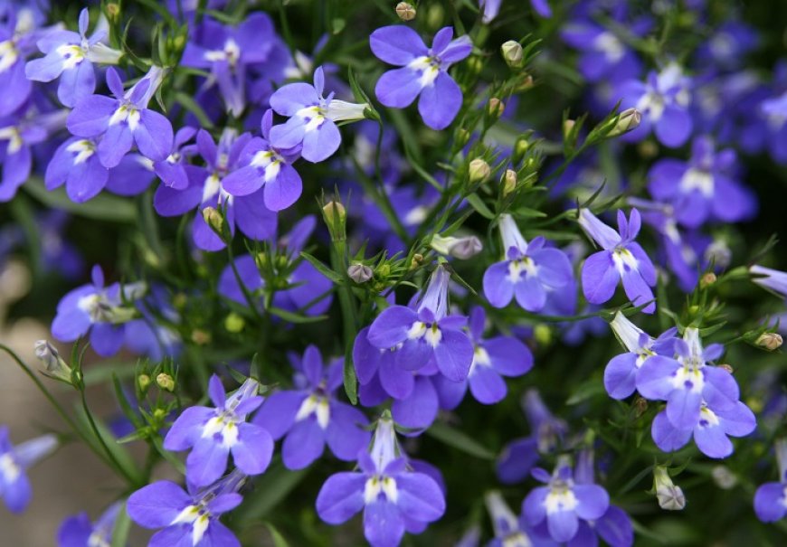 Lobelia - Lobelia erinus