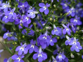 Lobelia - Lobelia erinus