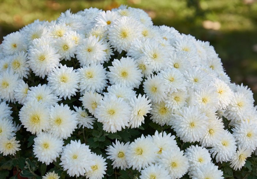 Chrysanthemum - Chrysanthemum indicum